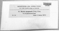 Dialonectria episphaeria image